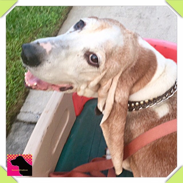 The Canine Crusader - Basset Hound Pin